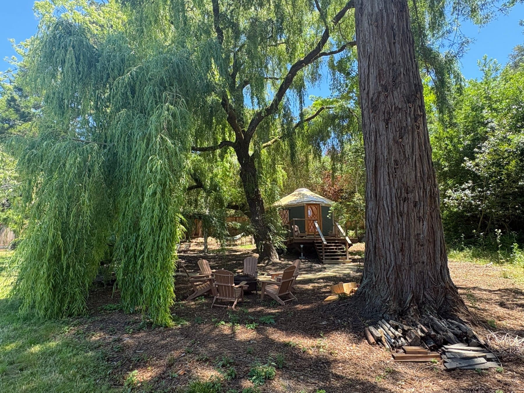 A yurt among a weeping willow and a tall redwood, with a ring of chairs around a fire pit in dappled shade